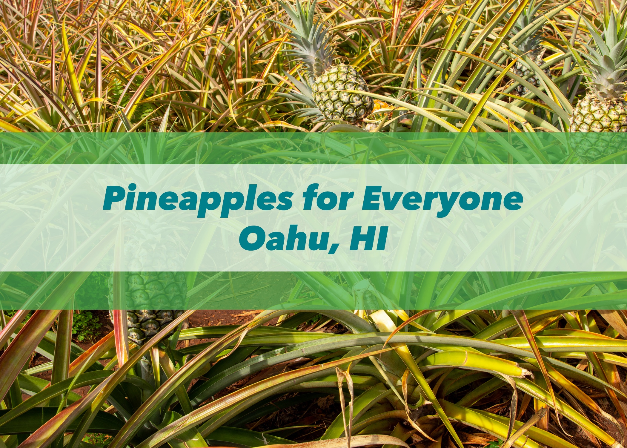 Pineapples for Everyone | Oahu, HI